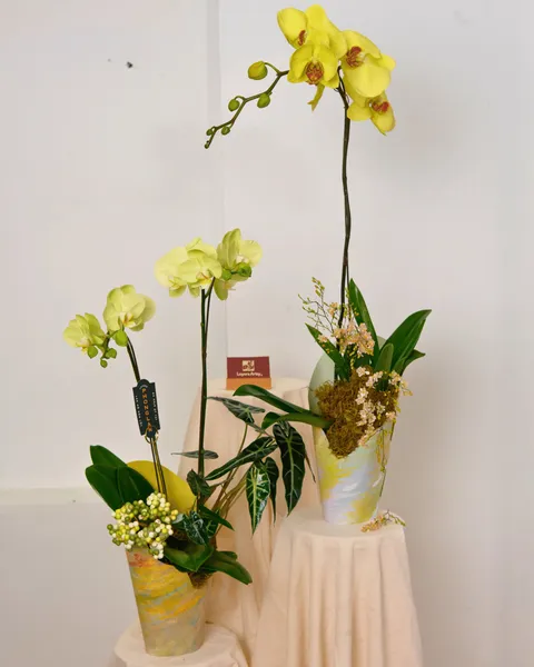 QUỲNH VI