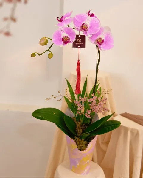 NHU YÊN